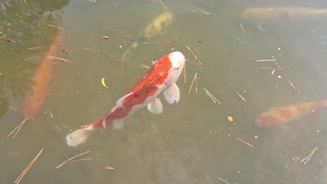 los coloridos peces koi se deslizan a través del agua