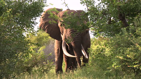 large bull elephant grazes on tree leaves with his trunk
