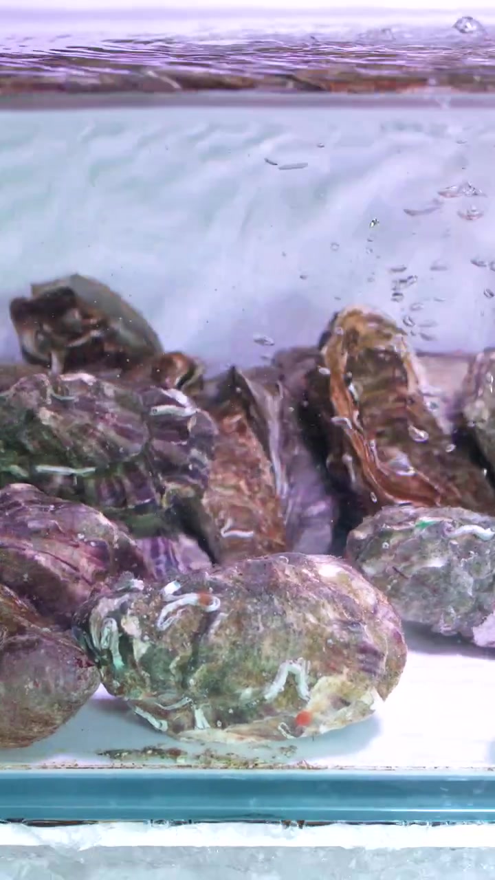 Static close-up of live oysters in a bubbling aquarium at a Thai seafood market