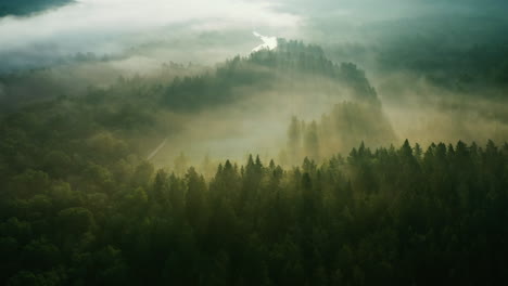 green forest in morning with thick fog over trees, aerial drone shot