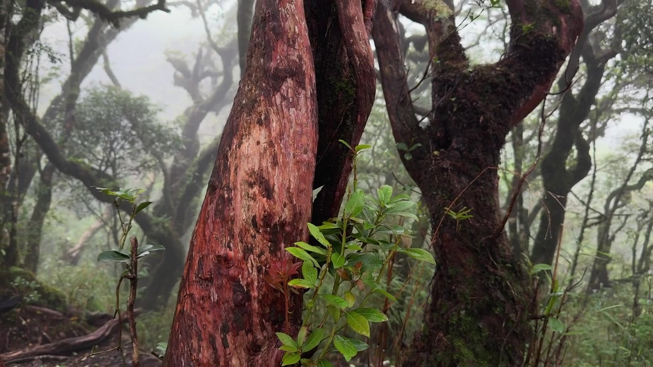Antico albero con corteccia rossastra e segnata dal tempo che si erge attraverso la fitta vegetazione della Foresta Primordiale di Tà Xùa, circondato da tronchi coperti di muschio e da boschi montani umidi.