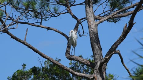 great egret perched in a pine tree on a windy day