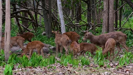 Der-Eldhirsch-Ist-Aufgrund-Von-Lebensraumverlust-Und-Jagd-Eine-Vom-Aussterben-Bedrohte-Art