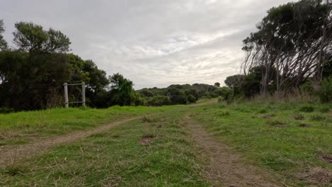 camino de tierra a través de la vegetación exuberante y los árboles