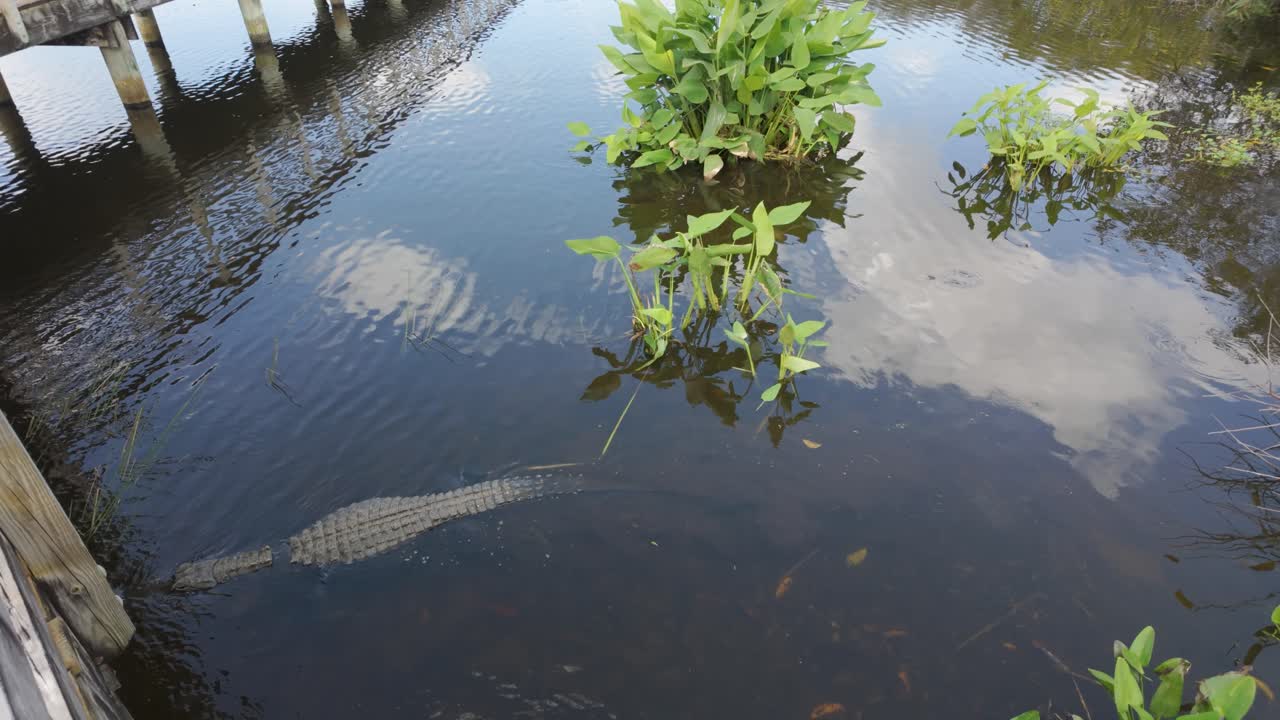 Alligator walking along the bottom of the wetland at Green Cay Nature Center and Wetlands in Boynton Beach , Palm Beach County Florida