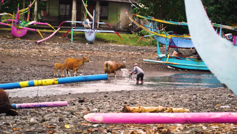 escena balinesa canoas típicas ancladas pescador riego vaca