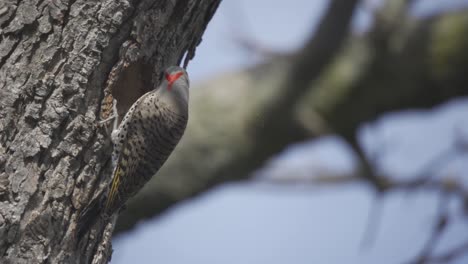 Nahaufnahme-Eines-Nördlichen-Flimmervogels,-Der-Ein-Baumhöhlennest-Ausgräbt