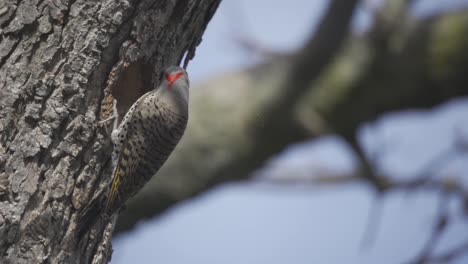 primer plano de un pájaro parpadeo del norte excavando un nido de cavidad de árbol