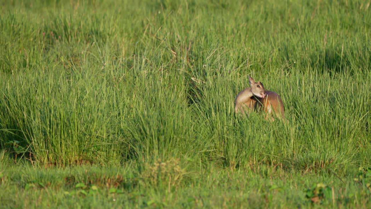 Distant view of gray brocket deer standing alert in tall grass, looking toward camera, Parque Nacional Ibera, Corrientes, Argentina