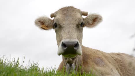 Tiefwinkelansicht-Der-Großen-Albera-Kuh,-Die-An-Einem-Bewölkten-Tag-In-Katalonien,-Spanien,-Auf-Einem-Feld-Ruht