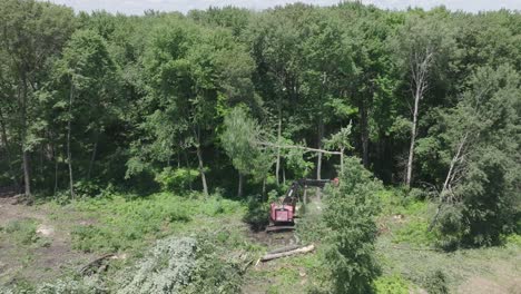 Corte-De-árboles-Altos-En-El-Bosque-Para-Su-Desarrollo-Por-Una-Máquina-De-Leñador