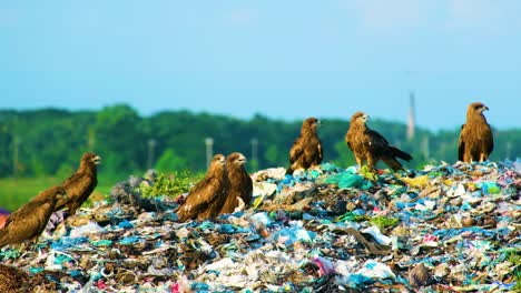un grupo de halcones revisando los desechos desechados en un vertedero sucio - de cerca