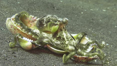 coconut-octopus-holding-five-mollusk-shells-with-its-tentacles,-closeup-shot-on-sandy-bottom