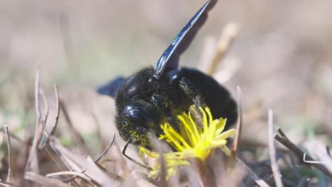 Primer-Plano-Frontal-Extremo-De-La-Abeja-Carpintera-Violeta-Chupando-Néctar-De-La-Flor,-Abejorro-Azul