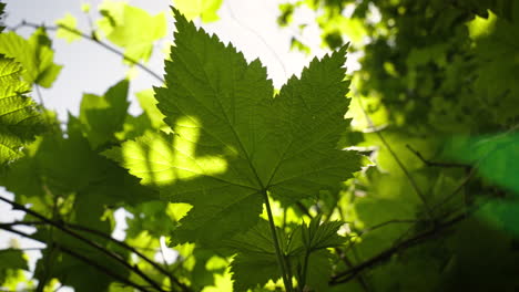 a leaf gently swaying in the wind