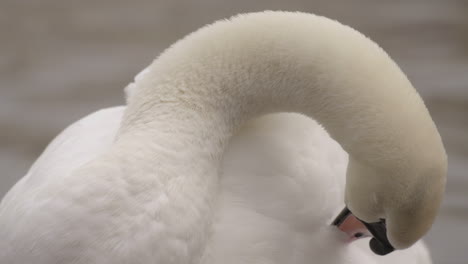 majestic swan pecking and preening feathers, gloomy day, close up