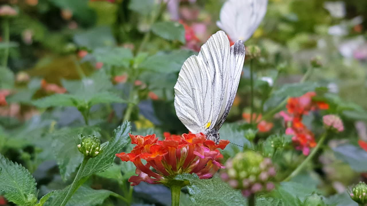 mariposa blanca de venas verdes posada y recolectando néctar en vibrantes flores de lantana en el jardín