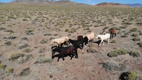 antena en cámara lenta sobre caballos pastando en el desierto de nevada