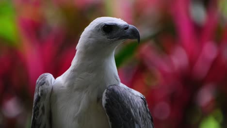 mirando hacia la derecha analizando todo lo que ve, el águila marina de vientre blanco haliaeetus leucogaster, filipinas