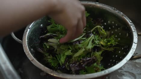 female chef's hand shaking metal colander with lettuce leaves to drain water