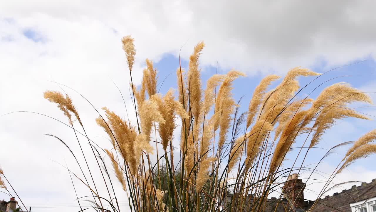la hierba dorada de la pampa se mueve suavemente en el viento