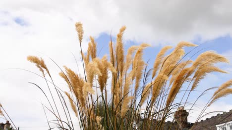 golden pampas grass moving gently in the wind