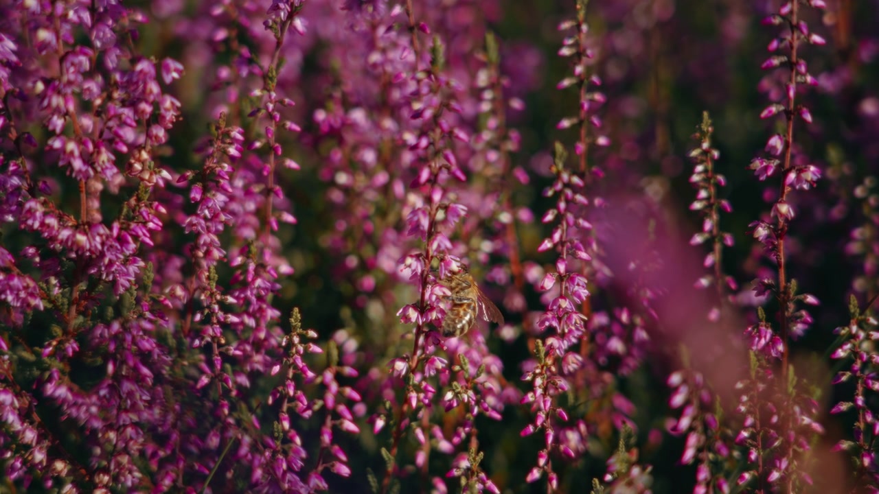 Primo piano di una vespa che si nutre di fiori di erica viola sotto il sole splendente, catturando l'attività degli impollinatori e i dettagli vivaci di un ecosistema di brughiera estiva.