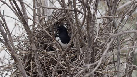 corvid magpie bird pops up in twig nest to look around, flat light