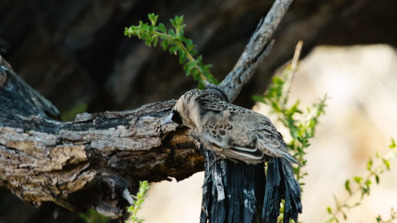 fotografía en cámara lenta de un macho tejedor sociable limpiando su plumaje