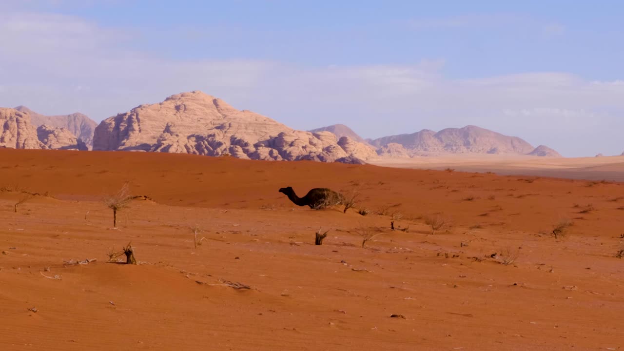 camello solo caminando detrás de una duna de arena en el vasto y remoto paisaje silvestre del desierto de wadi rum en jordania, oriente medio