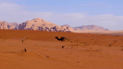 Solo-camel-walking-behind-a-sand-dune-in-vast,-remote-wilderness-landscape-of-Wadi-Rum-desert-in-Jordan,-Middle-East