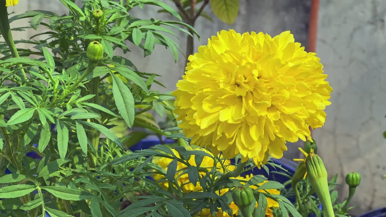 Close-up de flor de calêndula amarela em uma moldura