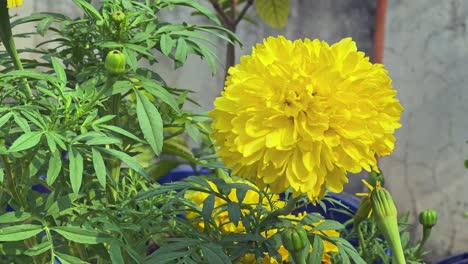 closeup shot of yellow marigold flower in a frame