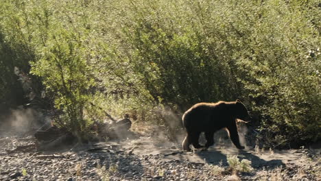 niebla de aliento en la mañana fría oso grizzly retroiluminado