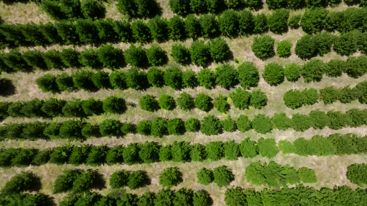 filas simétricas de pinos en una plantación de árboles, vista aérea de arriba hacia abajo