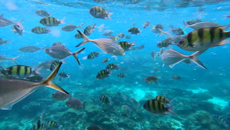 Abudefduf-saxatilis-and-many-other-exotic-fish-underwater-in-Thailand