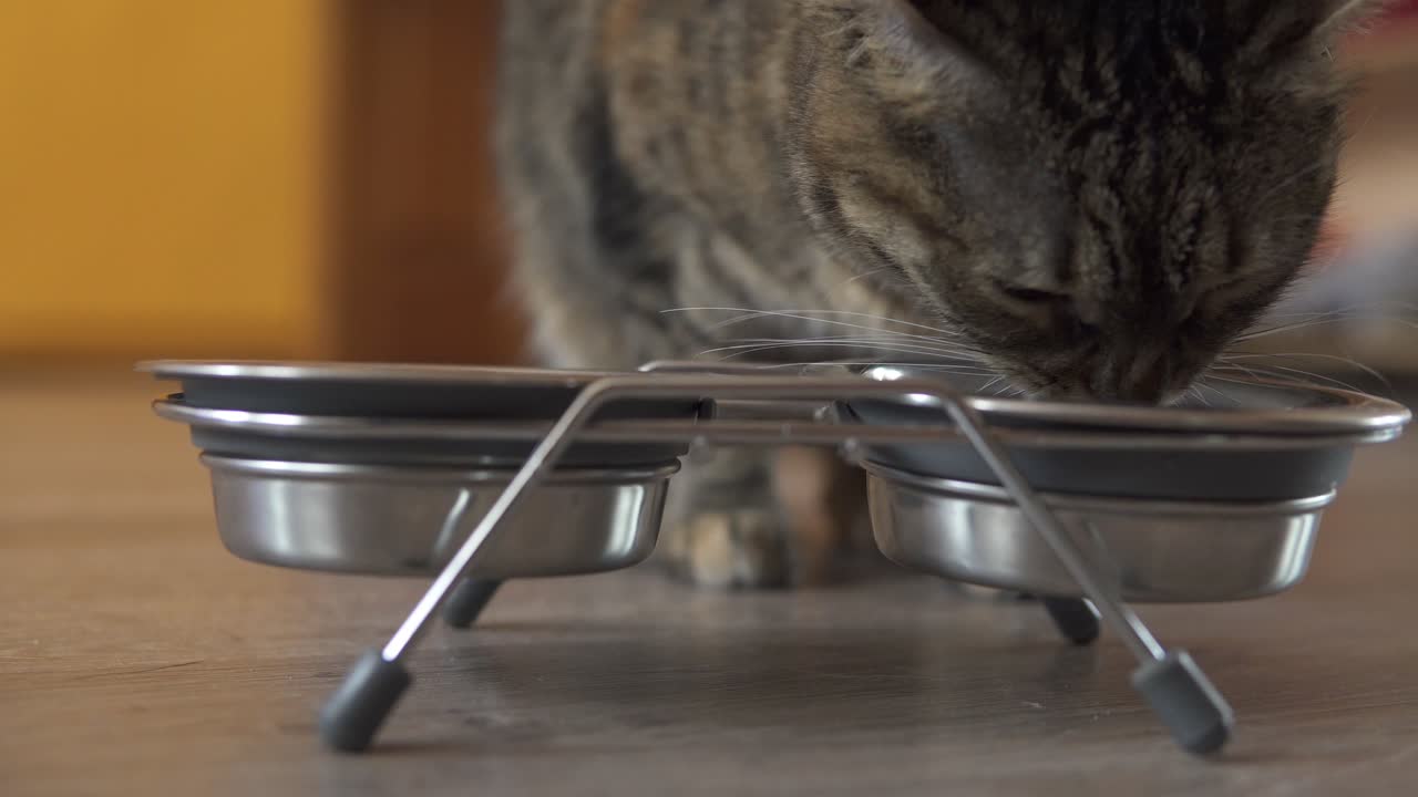 A female cat coming up to the dish and starting to eat dry food from metal dish. Man's hand giving metal dish with food and water