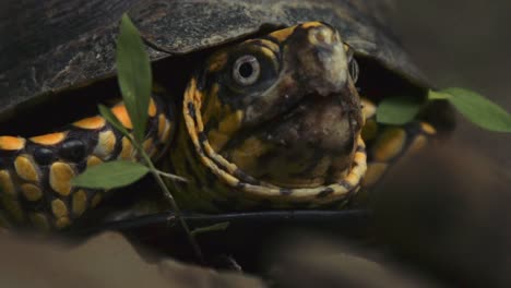 a close-up of a colorful turtle with a patterned shell, partially hidden by green leaves in a natural setting. captures the turtle's curious expression and detailed texture.