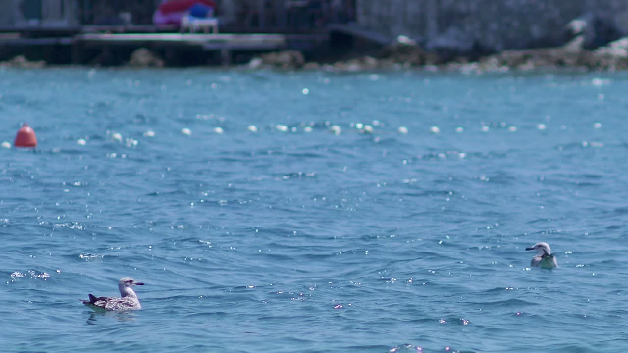 작은 파도에 흔들리는 잔잔한 바다의 푸른 바다에 떠있는 갈매기