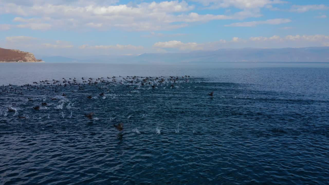 야생 오리들이 호수의 활기찬 푸른 물에 떠다니며 날아다니고 있습니다.
