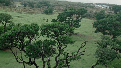 aerial view of a lush forest landscape