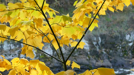 beautiful tree leaves in yellow shades on special geological river shore behind