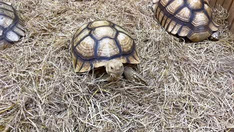 tortoises moving slowly in a hay-filled pen