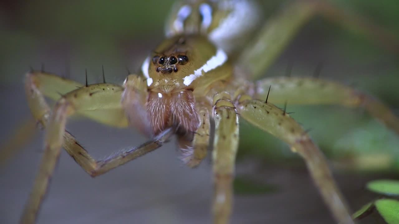 una araña pescadora limpia sus patas