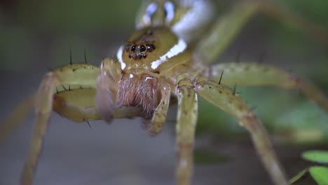 una araña pescadora limpia sus patas