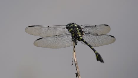 the common flangetail dragonfly is commonly seen in thailand and asia