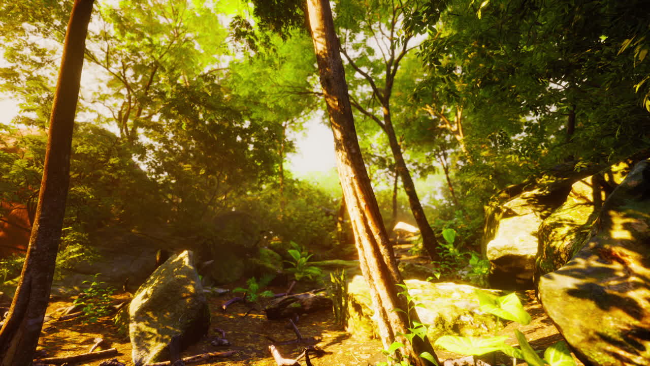 лучи солнца через пальмовые листья