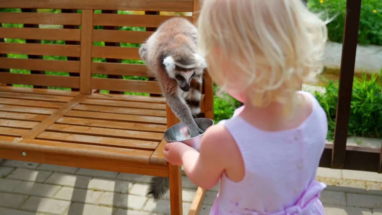 Un lemure dalla coda ad anelli prende del cibo da una ciotola tenuta da un bambino sorridente, seduto su una sedia di legno alla luce esterna.
