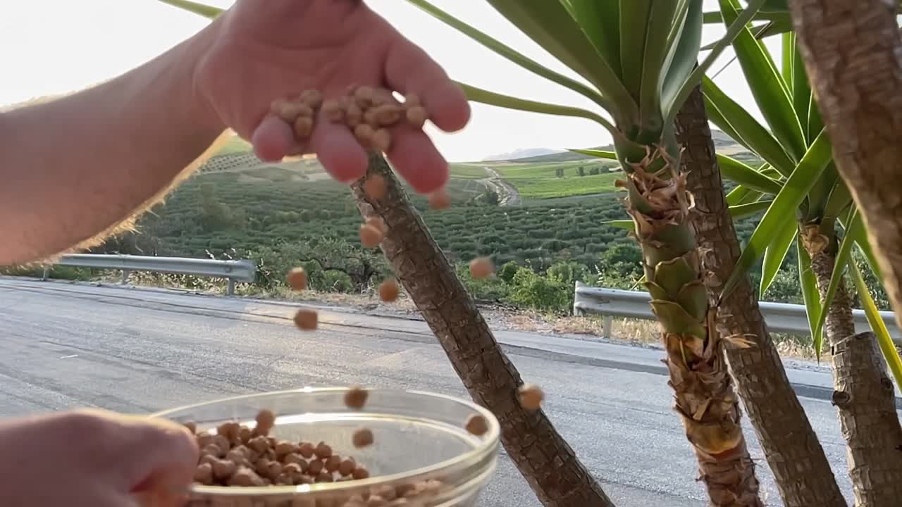 Pouring Chickpeas into a Bowl Outdoors at Sunset