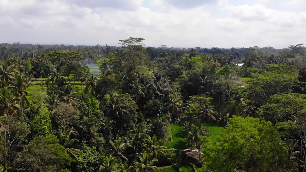 Aerial view panning upwards at rice field in Ubud, Bali.